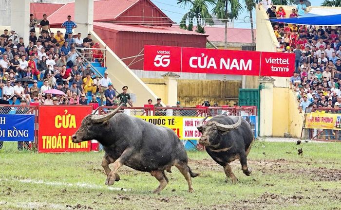 Những màn rượt đuổi hấp dẫn tạo nguồn cảm hứng phấn khích trong lễ hội.