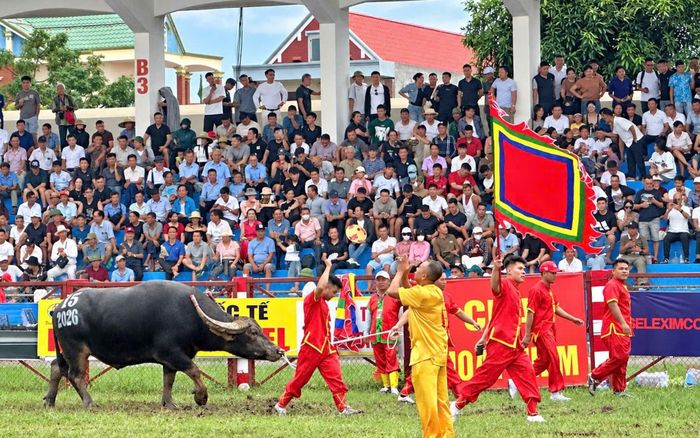 Các chủ trâu đưa trâu chọi vào sân thi đấu.