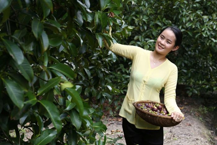 Vùng trồng cây ăn trái ở Lái Thiêu kết hợp với du lịch sinh thái.