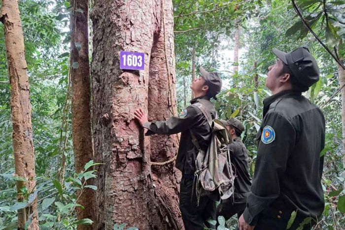 Nhờ việc tuần tra, bảo vệ rừng được thực hiện thường xuyên nên rừng phòng hộ tại Đà Nẵng ngày càng phát triển.