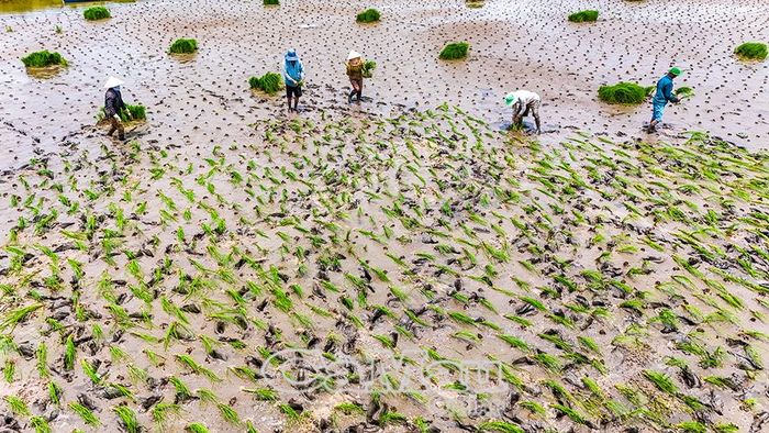 Nông dân Ấp 3, xã Thới Bình nhịp nhàng "ném mạ" trên nền đất lúa - tôm.