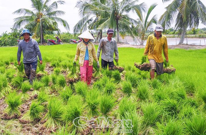 Bà con vận chuyển từng bó mạ ra đồng để cấy.