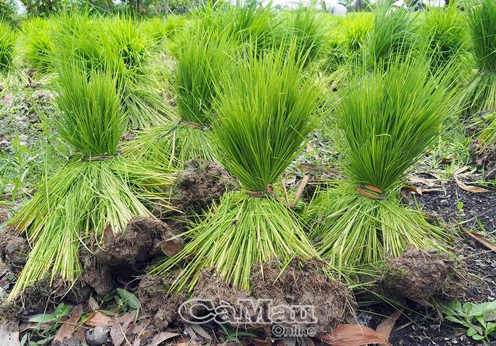 Khâu nhổ mạ đòi hỏi sự khéo léo để giữ lại phần đất bó quanh rễ, giúp mạ không mất sức và nhanh "bắt đất" khi xuống ruộng.