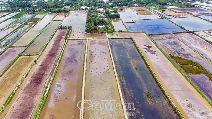 Những thửa ruộng được rút nước, rửa mặn, hạ phèn và chuẩn bị đất trước khi xuống giống. Đây là khâu quan trọng trong sản xuất lúa trên nền đất nuôi tôm được thực hiện vào đầu mùa mưa.