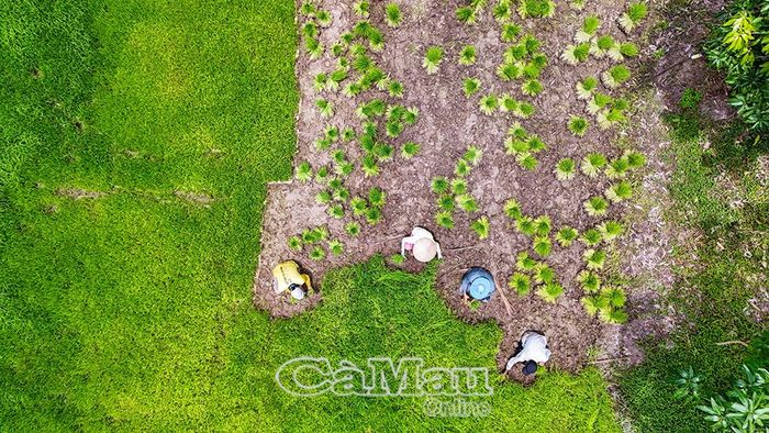 Bà con tận dụng bờ liếp, khoảng vườn trống gieo mạ. Sau khoảng 20 ngày, cây mạ đủ tuổi sẽ được nhổ đưa ra đồng gieo cấy.