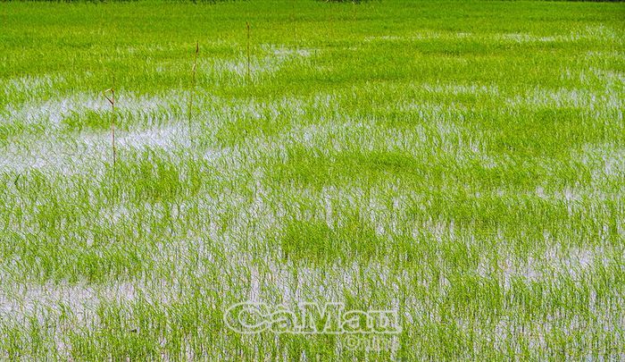 Nhằm giảm bớt chi phí nhân công nhổ và cấy mạ, một số hộ lựa chọn phương pháp sạ trực tiếp trên đồng ruộng.