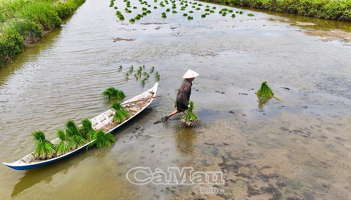 Nhịp lao động trên các cánh đồng lúa - tôm tạo nên bức tranh quê đầy sức sống.