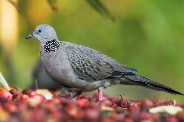 Ngoài hình ảnh quen thuộc nơi đồng quê, cu gáy còn được sử dụng làm nguyên liệu chế biến món ăn - Ảnh minh hoạ