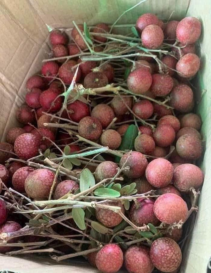 Loại nhãn này nổi bật với lớp vỏ tím tự nhiên, trong khi bên trong là phần cùi vàng dày, hạt nhỏ và vị ngọt đậm - Ảnh minh hoạ