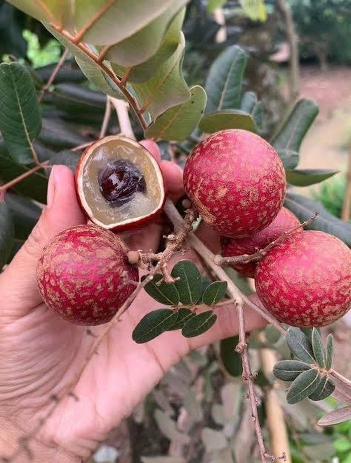 Lớp vỏ bên ngoài màu tím rõ rệt nhưng khi bóc ra, phần cùi bên trong lại có màu vàng - Ảnh minh hoạ