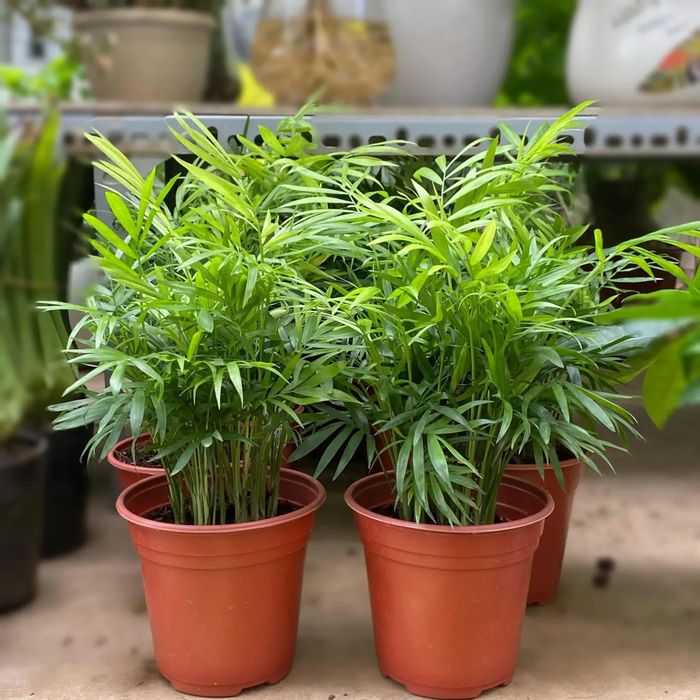 Cau tiểu trâm sở hữu dáng cây nhỏ gọn, dễ bố trí trên bàn làm việc, kệ sách hoặc gần cửa sổ