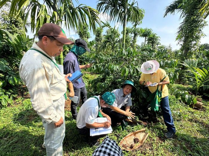 Hoạt động thực hành kiểm tra thổ dưỡng, bộ rễ và quy trình chăm sóc cây cà phê trực tiếp dưới sự hướng dẫn của các giảng viên. 