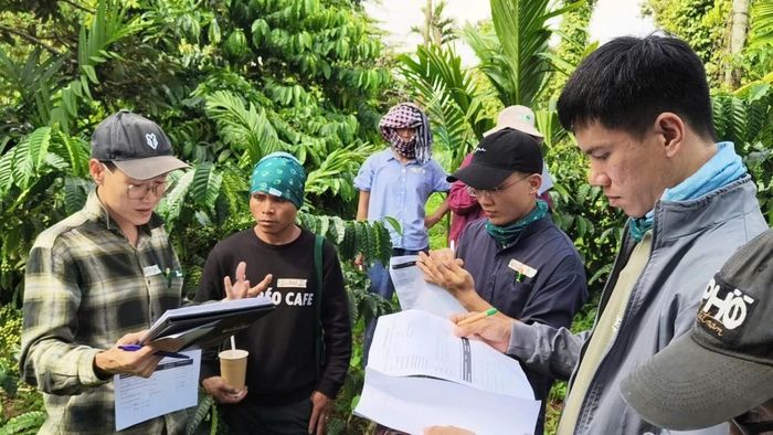  Học viên đối chiếu kết quả đánh giá và thảo luận chi tiết các chỉ số chất lượng ngay tại vườn cà phê. 