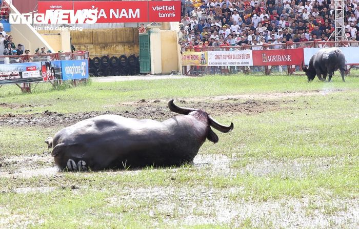 Sau những màn giao tranh đầy kịch tính, trâu số 06 tự làm mát trên sân, trong khi trâu số 10 bỏ cuộc ra khỏi sân đấu. Sau hơn 13 phút giao tranh, trâu số 06 đã giành chiến thắng.