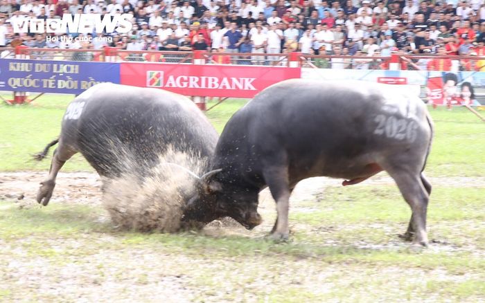 Kháp đấu thứ 4 giữa trâu số 14, chủ trâu là ông Đinh Duy Duy (Đình Ngọc Xuyên) và trâu số 20, chủ trâu là ông Phạm Văn Minh (Đình Nam).