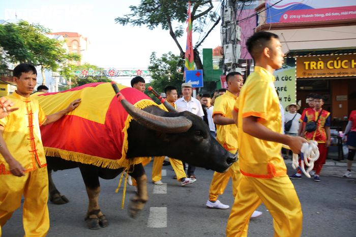 Đây là những “ông trâu” đã giành chiến thắng tại vòng loại được tổ chức hồi tháng 7/2026.