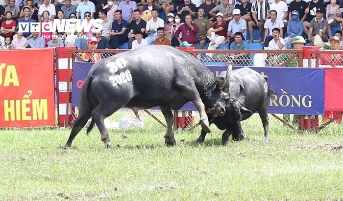 Trong kháp đấu thứ 8, trâu số 30 của ông Hoàng Việt Quang (Đình Ngọc Hải) đã đánh bại trâu số 13, của ông Nguyễn Trọng Phất (Đình Ngọc Xuyên). Các kháp đấu diễn ra hấp dẫn, với những màn tranh tài quyết liệt, thu hút sự cổ vũ nhiệt tình của đông đảo người dân và du khách.