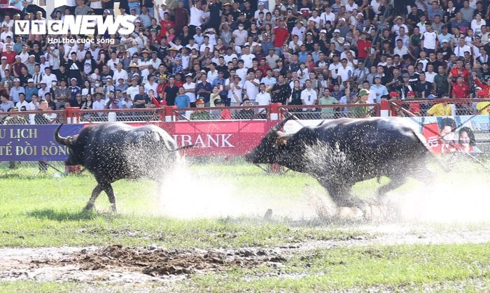 Chưa đẩy 1 phút giao tranh, trâu số 05 đã đánh bại trâu số 02 với các đón tấn công chớp nhoáng.