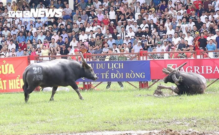 “Ông trâu” số 14 liên tục thị uy, thậm chí tự làm mát trước khi bước vào màn giao tranh căng thẳng.