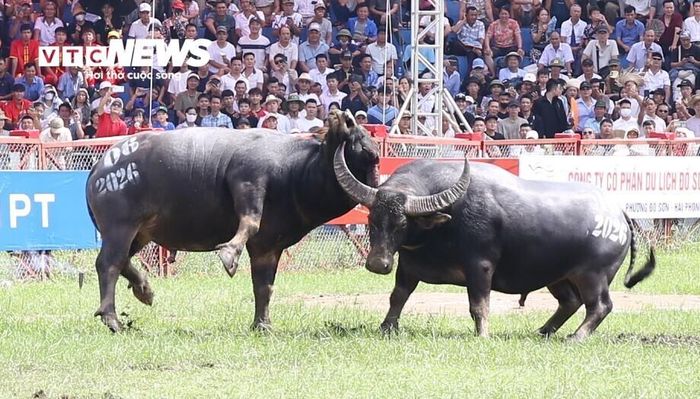 Tại kháp đấu thứ 6, trâu số 10 của ông Phạm Trung Cường (Đình Ngọc Xuyên) gặp trâu số 06 của ông Nguyễn Quang Linh (Đền Nghè).