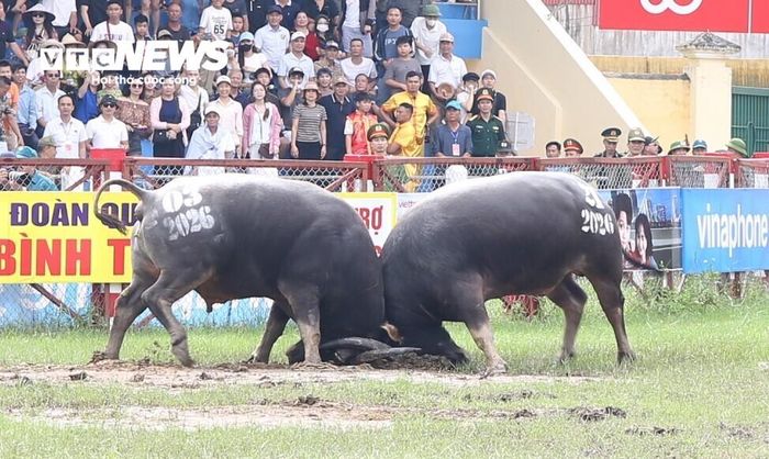 Kháp đấu thứ 5 giữa trâu số 03, chủ trâu là ông Hoàng Trường An (Đền Nghè), gặp trâu số 21, chủ trâu là ông Hoàng Gia Dũng (Đình Nam).