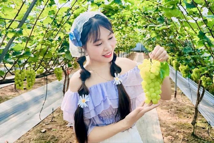 Du khách trải nghiệm tại vườn nho của anh Vũ Văn Thu. Ảnh: Nhân vật cung cấp