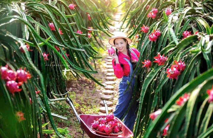 Du khách trải nghiệm thu hái thanh long tại vườn của gia đình chị Nguyễn Thị Mai Hương. Ảnh: Mai Hương