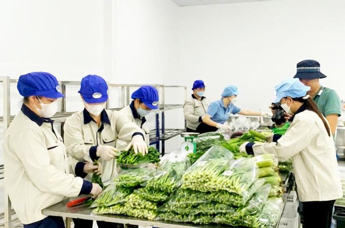Tại Hợp tác xã Sản xuất, kinh doanh dịch vụ nông nghiệp Văn Đức (xã Bát Tràng), việc số hóa được triển khai ngay từ vùng sản xuất. Ảnh: Đỗ Tâm