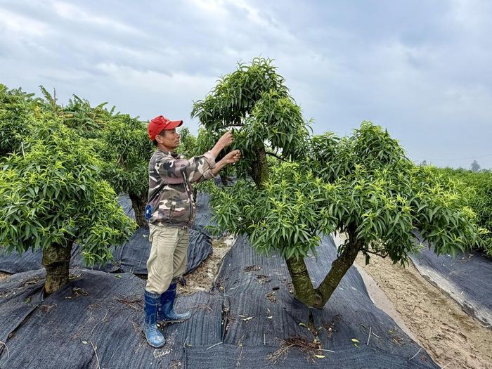 Các thành viên chi hội Nông dân xóm 1, phường An Dương, TP Hải Phòng thường xuyên trao đổi, học tập kinh nghiệm từ mô hình trồng đào của gia đình ông Quản Văn Cường. Ảnh: PT. 