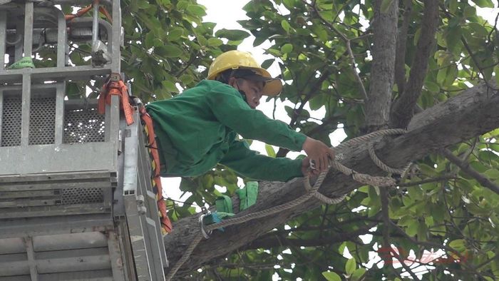 Công nhân cây xanh sử dụng xe chuyên dụng xử lý cắt tỉa cành già cỗi trên đường An Dương Vương (phường Chợ Quán, TPHCM) vào ngày 20/9. Ảnh: T.Luân