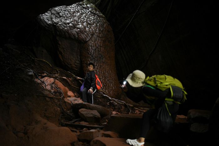  Một tảng đá hình đầu rắn cuộn mình trong hang tối tại Nakee Cave. Đường trong hang có nhiều đoạn đá dốc, rễ cây chằng chịt và ẩm ướt, đòi hỏi du khách phải có thể lực và đi theo chỉ dẫn của hướng dẫn viên. Đây cũng là lý do khiến hành trình đến Nakee Cave được xếp vào nhóm trekking mức độ trung bình. 