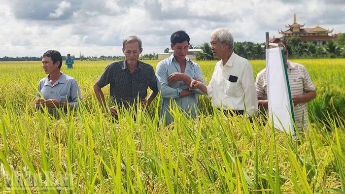 Phó Giáo sư, Tiến sĩ Võ Công Thành (thứ 2, từ phải qua) cùng nông dân xã Gò Quao tham quan giống lúa mới. (Ảnh: QUỐC TRINH)