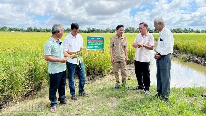 Nông dân xã Gò Quao và các nhà khoa học chia sẻ về giống lúa mới. (Ảnh: QUỐC TRINH)