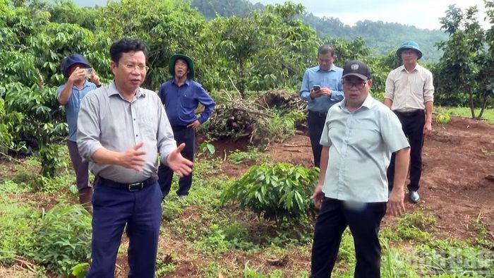 Chủ tịch Hội đồng nhân dân tỉnh Lâm Đồng Lưu Văn Trung (bên trái) và Phó Chủ tịch Ủy ban nhân dân tỉnh Nguyễn Ngọc Phúc kiểm tra hiện trường sạt lở, sụt lún đất tại thôn Đắk Snao. (Ảnh: VĂN YÊN)