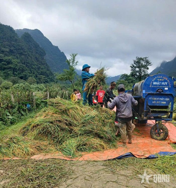 Ban CHQS xã Kim Phú khẩn trương giúp bà con thu hoạch lúa đề phòng mưa lớn. 