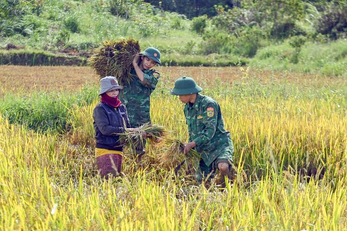 Cán bộ, chiến sĩ Đồn Biên phòng Cửa khẩu A Đớt giúp người dân xã A Lưới 4 gặt lúa