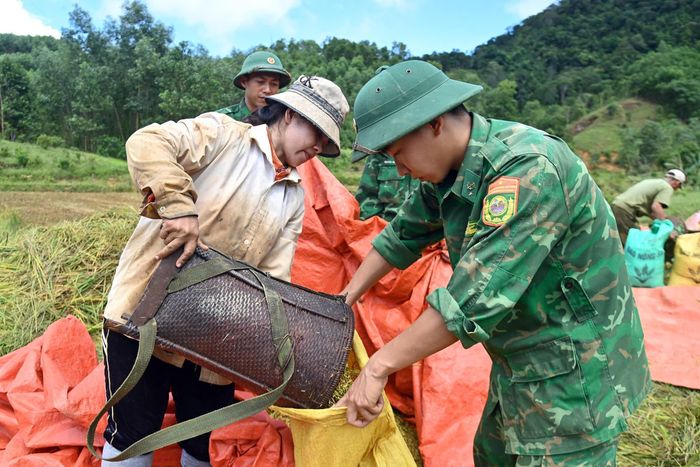 Cán bộ, chiến sĩ Đồn Biên phòng Cửa khẩu A Đớt giúp người dân thu hoạch lúa hè thu