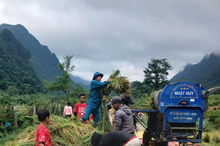 Cán bộ, chiến sĩ Ban Chỉ huy Quân sự xã Kim Phú cùng các lực lượng giúp người dân bản Yên Hợp thu hoạch lúa