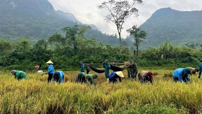 Cán bộ, chiến sĩ Ban CHQS xã Kim Phú cùng các lực lượng ở địa phương giúp người dân bản Yên Hợp gặt lúa chạy lũ