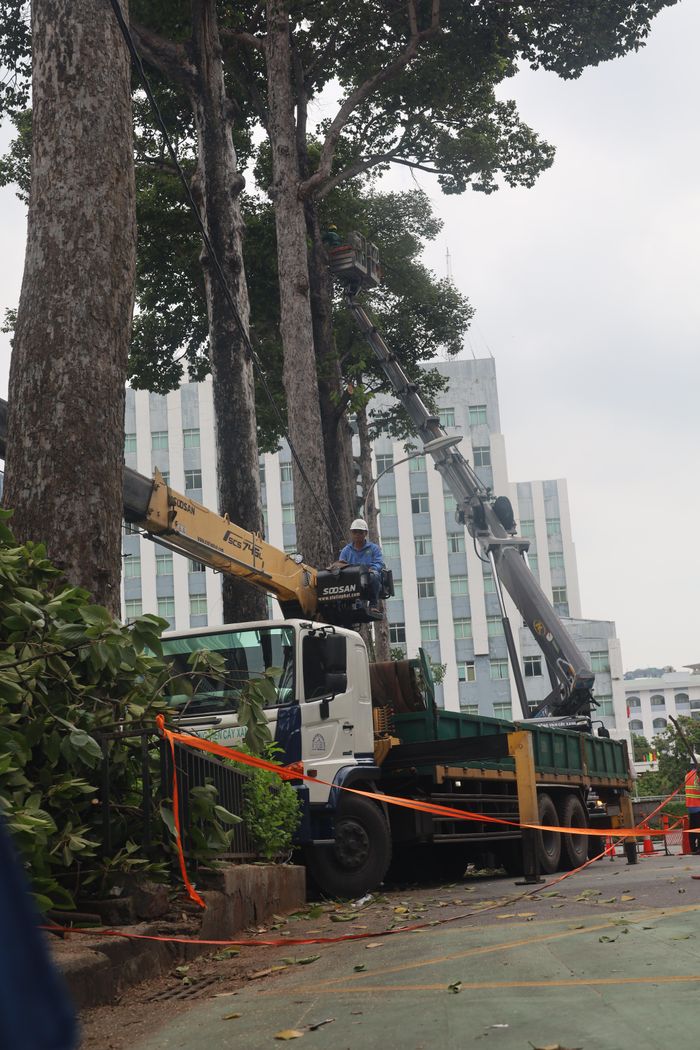 Xe chuyên dụng đưa công nhân lên độ cao 40m cắt tỉa cành cây. Ảnh: QUỐC HÙNG