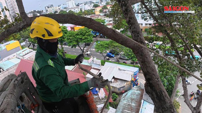 Công nhân buộc dây cáp giữ cành cây khi cắt không bị rơi tự do. Ảnh: TAM NGUYÊN