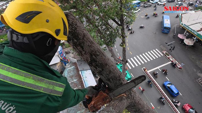 Công nhân cắt cành cây cao trên 40m so với mặt đất. Ảnh: TAM NGUYÊN