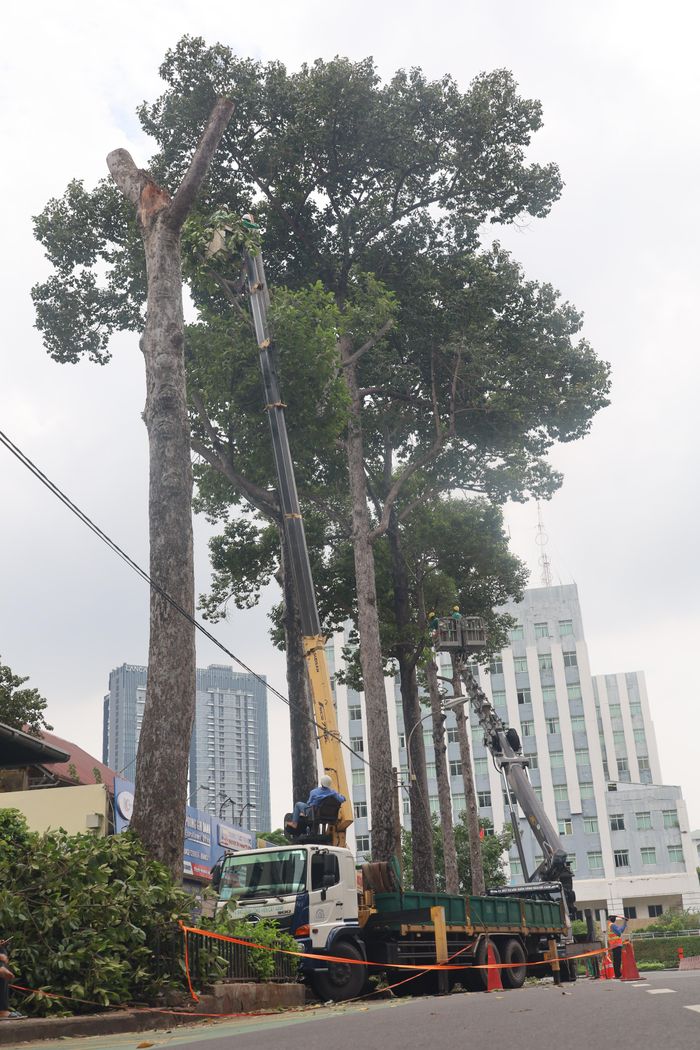 Công nhân cắt tỉa cành cây và hạ thấp độ cao 