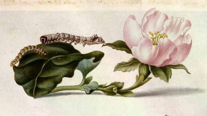 Bức tranh của Maria Sibylla Merian từ những năm 1690, có thể cung cấp cho các nhà khoa học hiện đại những hiểu biết sâu sắc về hành vi và mối quan hệ của động vật.
