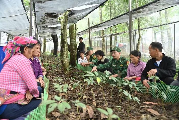 Dưới những tán rừng ở Ngài Thầu, kỹ năng trồng Sâm Lai Châu đang được truyền thụ tới người dân.