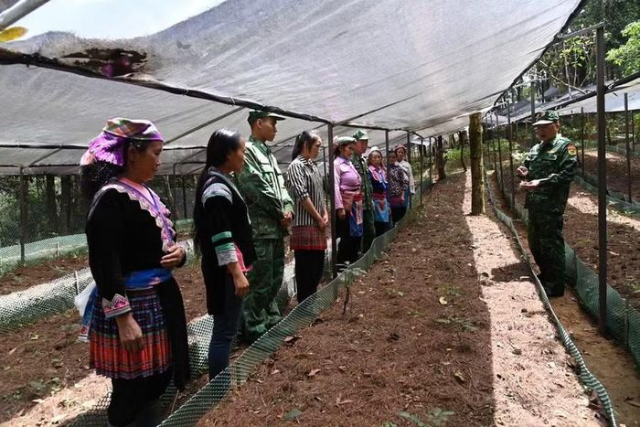 Mô hình trồng Sâm Lai Châu dưới tán rừng giúp nhân dân khu vực biên giới tạo sinh kế, phát triển kinh tế.
