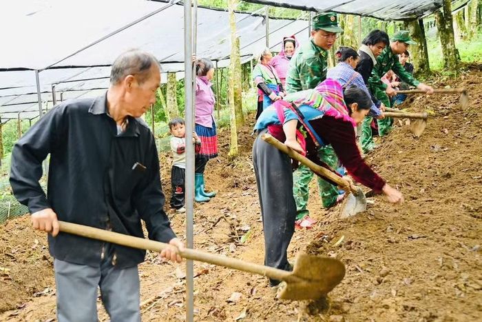 Nhiều mô hình mới được lồng ghép để người dân trồng Sâm Lai Châu vừa có việc làm và thu nhập trong thời gian chờ Sâm Lai Châu cho thu hoạch.