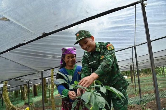 Sâm Lai Châu được người dân vùng biên kỳ vọng sẽ góp phần giảm nghèo trong thời gian tới.