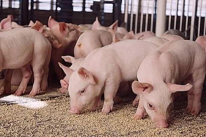 Giá heo hơi hôm nay 20/9, tuần tăng nhẹ tại một số địa phương, song mặt bằng chung vẫn khá ổn định, giá dao động trong khoảng 57.000 - 60.000 đồng/kg. (Nguồn: Báo Nông nghiệp và Môi trường)