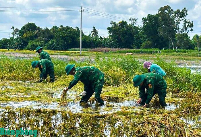Cán bộ, chiến sĩ Đồn Biên phòng cửa khẩu cảng Sa Kỳ, Bộ đội Biên phòng tỉnh Quảng Ngãi giúp người dân thôn Ba La, xã An Phú thu hoạch lúa bị ngập do mưa lớn. Ảnh: Văn Tánh